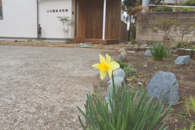 芸術館の前に咲く水仙