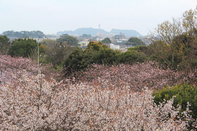 桜と江ノ島