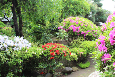 山内龍雄芸術館の庭のつつじ