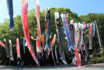 白旗神社の鯉のぼり