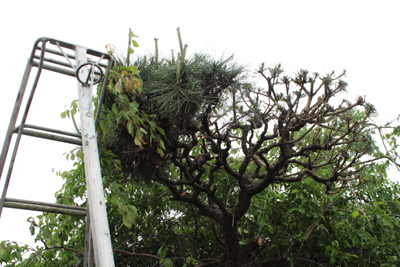 山内龍雄芸術館の庭の松