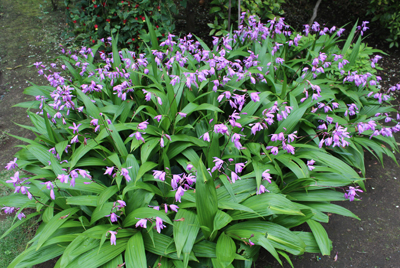 山内龍雄芸術館の紫ラン