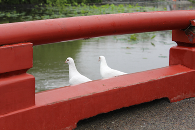 鎌倉の白い鳩