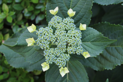 あじさいの花