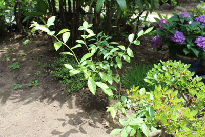 ブルーベリーの苗