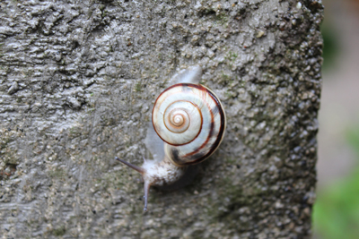 カタツムリ