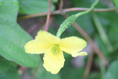 ゴーヤの花