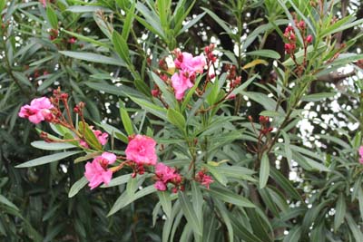 山内龍雄芸術館の夾竹桃