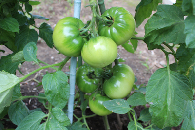 山内龍雄芸術館のトマト