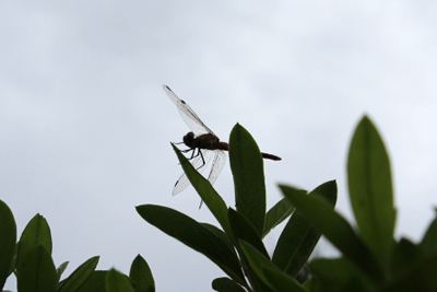 芸術館にきたトンボ