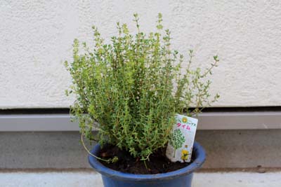 ギャラリー・タイムのタイムの苗