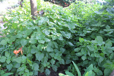 芸術館のしそ林