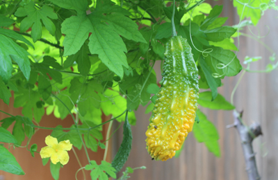 黄色いゴーヤ