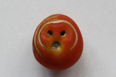 達磨みたいなトマト