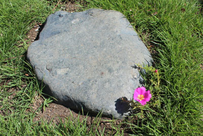 芸術館の飛石とマツバボタン