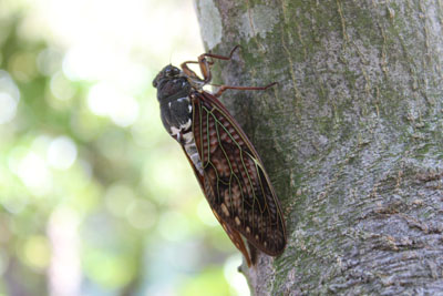 芸術館の庭の蝉