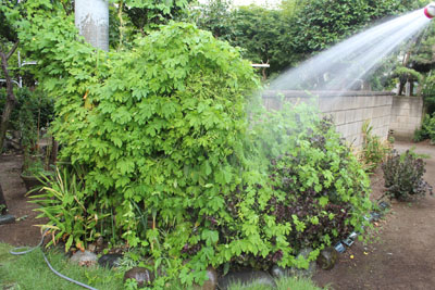 芸術館の庭のゴーヤ
