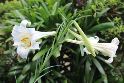 芸術館の庭の百合