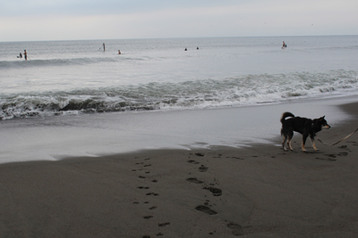 犬のユンと海