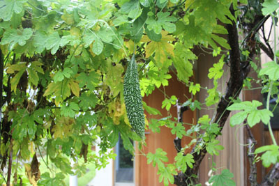 雨の日のゴーヤ