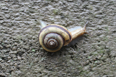 芸術館にいたカタツムリ