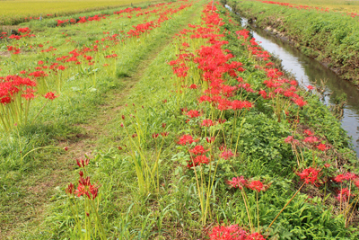 小出川の彼岸花