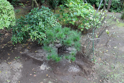 芸術館の庭の松