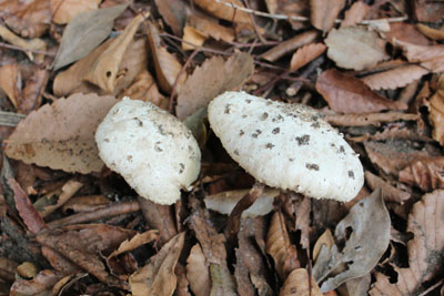 芸術館の庭のキノコ