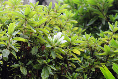 芸術館のつつじ