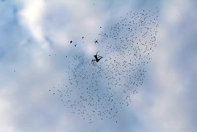 クモの巣にたくさんの虫