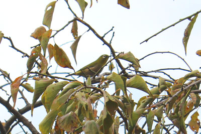 芸術館の庭のメジロ