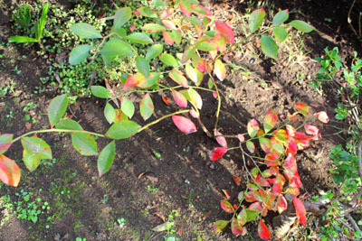 庭のブルーベリー