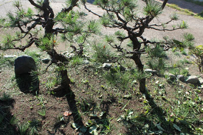 庭のブルーベリー