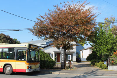 山内龍雄芸術館の目印のケヤキ