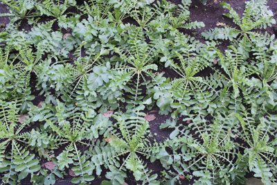 山内龍雄芸術館の畑のダイコン
