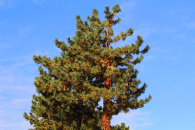芸術館の裏の松