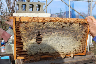 仁さんの養蜂場