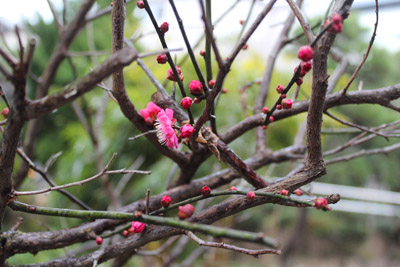 山内龍雄芸術館の紅梅