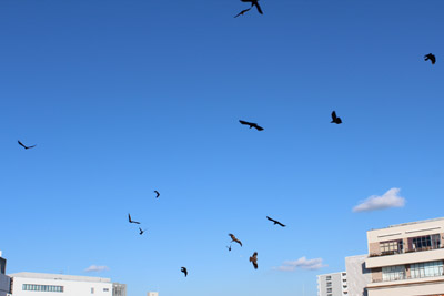 辻堂にいたトンビ