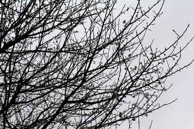 芸術館の庭の白梅