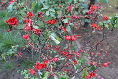 芸術館の庭のボケ