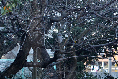 芸術館の庭のヒヨドリ