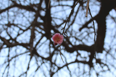 芸術館の庭のしだれ梅