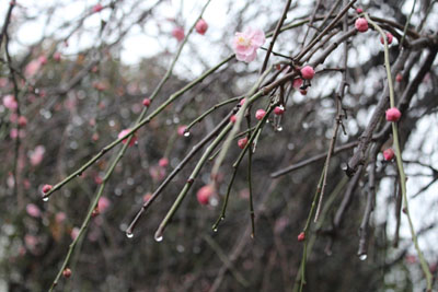 梅と雨