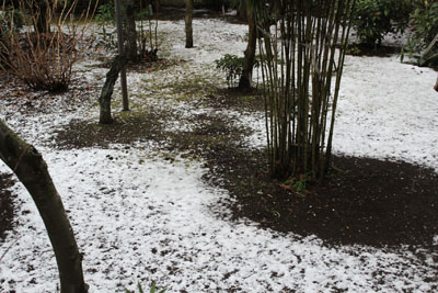 芸術館の庭の雪