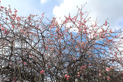 芸術館の庭の枝垂れ梅
