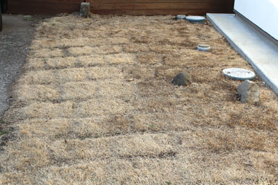 芸術館の前の芝