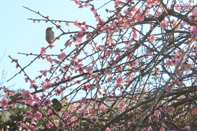 芸術館の庭のメジロ