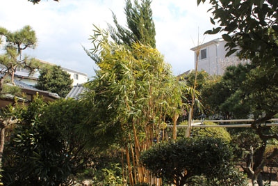 芸術館の庭の木
