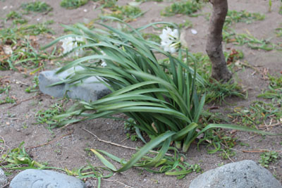 強風の日の芸術館庭